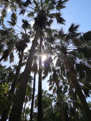 Blick von unten auf Palmenwipfel in der Sonne