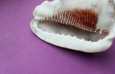 A huge white shell on a clear purple background.