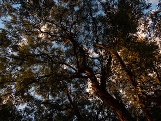 golden hour at dusk in maringa city
