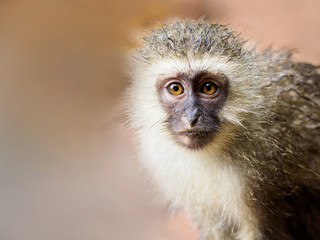A close up of a curious juvenile vervet monkey looking directly at the camera