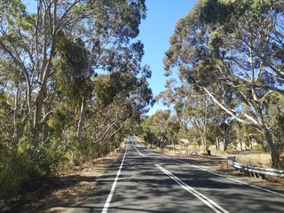 Eukalyptus Bäume an der Straße, Australien