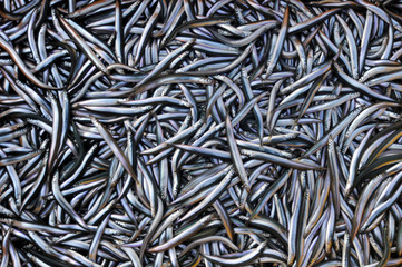 까나리 (sand lance)