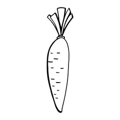Carrot with cut leaves. Doodle contour. Cute digital art. Print for cards, banners, posters, textiles, restaurants, menus, packaging, wrapping paper, invitation cards, shops, coloring books.