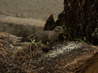 beautiful dove eating corn on top of a log