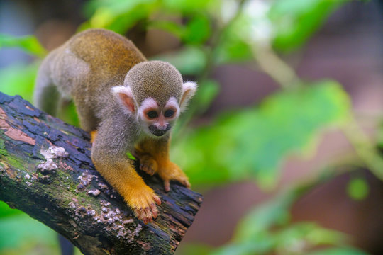 Squirrel Monkey on branch of tree  animals in wilderness