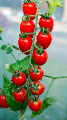 tomatoes on the vine