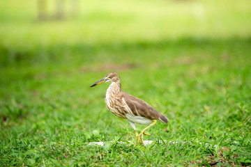 Chinese pond heron / Ardeola bacchus on the lawn in the park