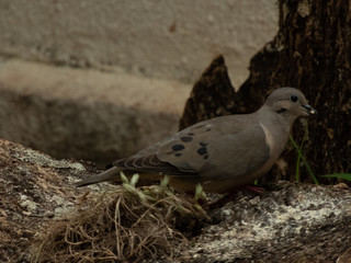 beautiful dove eating corn on top of a log