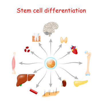 Stem cell differentiation