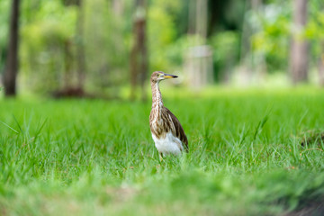 Chinese pond heron / Ardeola bacchus on the lawn in the park