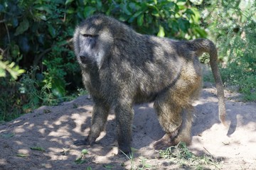 Bärenpavian