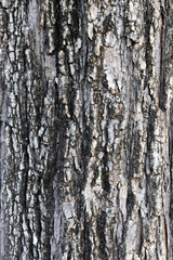 Old Wood Tree background surface  natural pattern