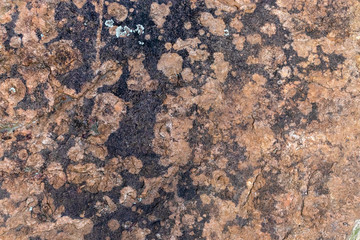 Old Wood Tree background surface  natural pattern