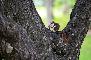 Close up Brown Finlayson's squirrel or Variable squirrel found in gardens and parks in cities of bangkok,Thailand