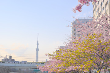 sky tree tokyo 東京スカイツリー 春 桜 東京 散歩 観光 japan