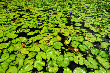  Lotus leaf in water  
