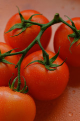 fresh tomatoes in hands. Red tomatoes on a branch with drops of water close-up lie on the table. Concept: agriculture, tomato, nature