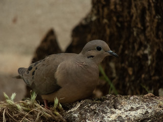 beautiful dove eating corn on top of a log