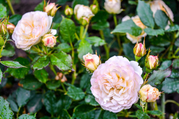 Obraz na płótnie Canvas Light cream pink rose flower. Close-up photo of garden flower with shallow DOF