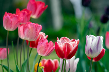 Fresh flowering tulips in springtime garden, beautiful early tulipa gesneriana flowers in bloom, various colors, flowers bunch