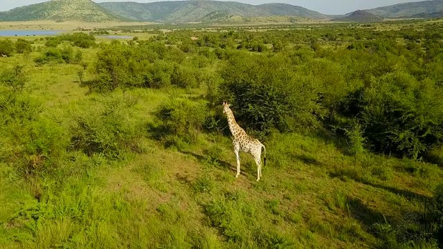 aerial view giraffes in the African Savannah