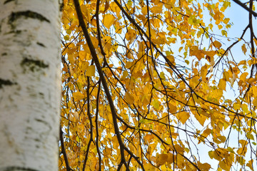 Autumn background with yellow leaves are birch tree on vibrant blue sky