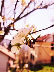 Beautiful floral spring abstract background of nature. Branches of blossoming apricot macro with soft focus on gentle light blue sky background. For easter and spring greeting cards