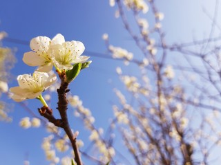 Beautiful floral spring abstract background of nature. Branches of blossoming apricot macro with soft focus on gentle light blue sky background. For easter and spring greeting cards