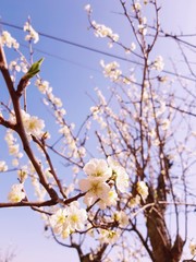 Beautiful floral spring abstract background of nature. Branches of blossoming apricot macro with soft focus on gentle light blue sky background. For easter and spring greeting cards