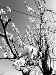 Beautiful floral spring abstract background of nature. Branches of blossoming apricot macro with soft focus on gentle light blue sky background. For easter and spring greeting cards