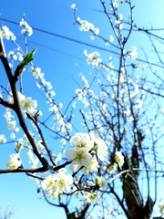 Beautiful floral spring abstract background of nature. Branches of blossoming apricot macro with soft focus on gentle light blue sky background. For easter and spring greeting cards