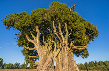 Famous juniper tree - Rietekla kadikis - in Latvia, one of largest juniper trees in Europe