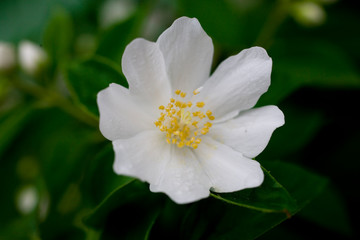 Obraz na płótnie Canvas white jasmine flower on a background of green leaves on the bush on a warm summer day