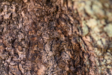 Background. Close-up of the bark of an olive wood log.