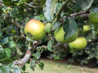 Apples ripening on the bough i Kent