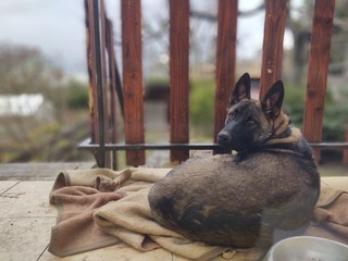 German shepherd dog young puppy eating the bone, meat or granula. Slovakia