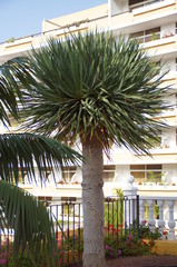  original dragon dracaena tree growing on the Spanish Canary Island Tenerife in a natural habitat