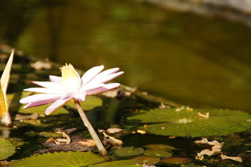  exotic water lilies growing in a pond among green leaves on a warm sunny day