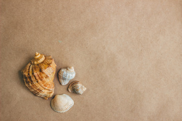 Fototapeta na wymiar Sea shells on craft paper