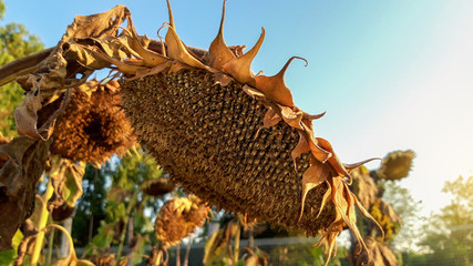 Closeup detail of dried ripe sunflower on a sunflower field.