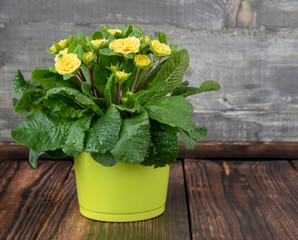 One yellow-green flower pot with an unusual delicate yellow primrose on the wooden floor.