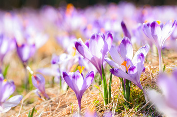 Purple crocus flowers blooming on spring meadow