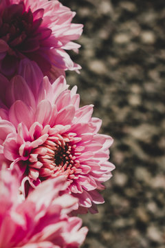 Pabble の画像 1 件の Stock 写真 ベクターおよびビデオ Adobe Stock