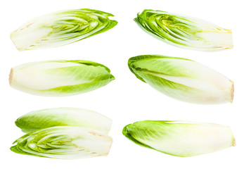 set of ripe fresh of Belgian endive isolated