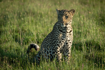 Male leopard sits in grass looking left