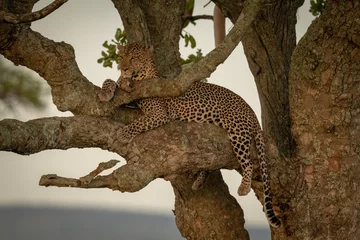 Fototapeten Männlicher Leopard sitzt in Ästen und schaut hinaus © Nick Dale