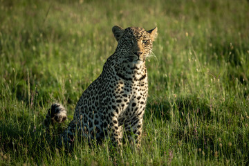 Naklejka na ściany i meble Male leopard sits in grass watching camera
