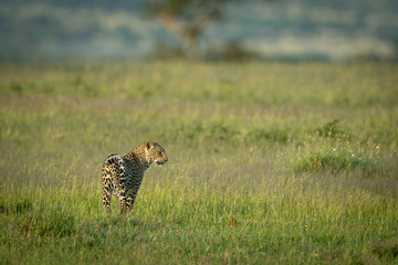 Male leopard stands looking out over savannah