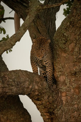 Fototapeta na wymiar Male leopard stands on branch looking down