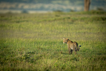 Un léopard mâle scanne la savane au soleil